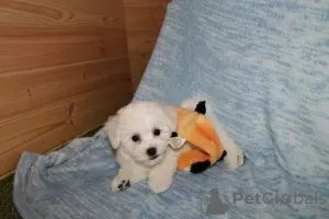 Photos supplémentaires: Adorables chiots Bichon Frise prêts à emménager dans une nouvelle maison