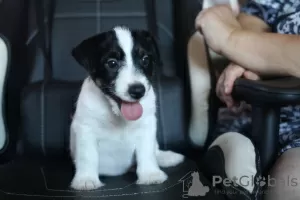 Photos supplémentaires: Chiot Jack Russell Terrier