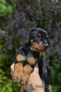 Photo №4. Je vais vendre pinscher allemand en ville de Stockholm. annonce privée, de la fourrière, éleveur - prix - 1000€