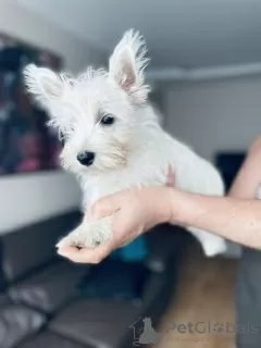 Photo №2 de l'annonce № 29310 de la vente west highland white terrier - acheter à Pologne annonce privée