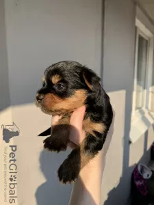 Photos supplémentaires: Chiots yorkshire terrier