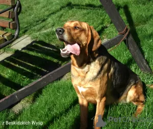 Photos supplémentaires: Chien courant polonais zkwp FCI