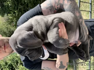 Photo №2 de l'annonce № 103208 de la vente cane corso - acheter à Fédération de Russie annonce privée, de la fourrière