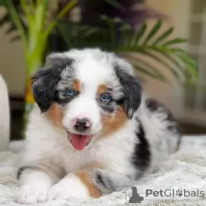 Photos supplémentaires: Bezaubernde Australian Shepherd-Welpen zu Verkaufen