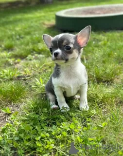 Photo №1. chihuahua - à vendre en ville de Munich | 300€ | Annonce №105279