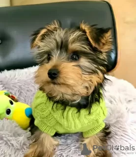 Photo №3. Caniche chiot Yorkies et relocalisation. USA