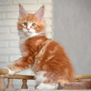 Photo №1. maine coon - à vendre en ville de Dubai | 237€ | Annonce № 121876