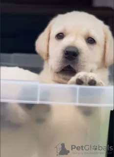 Photos supplémentaires: Labrador de l'élevage PandaBand