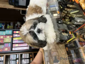 Photo №2 de l'annonce № 113024 de la vente shih tzu - acheter à Israël annonce privée, éleveur