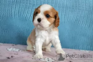 Photo №4. Je vais vendre cavalier king charles spaniel en ville de Москва. éleveur - prix - 3080€