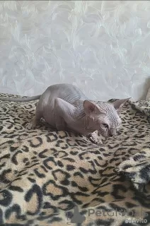 Photo №4. Je vais vendre sphynx en ville de Vladimir. annonce privée, éleveur - prix - négocié