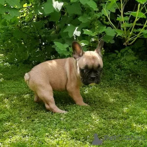 Photo №4. Je vais vendre bouledogue en ville de Novosibirsk. annonce privée - prix - 265€