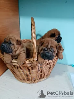 Photos supplémentaires: Chiots Shar Pei