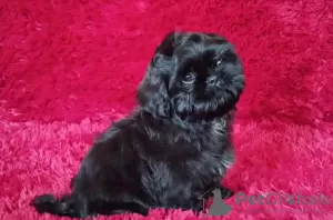 Photo №1. shih tzu - à vendre en ville de Долинская | négocié | Annonce №51361