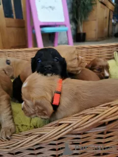 Photos supplémentaires: Beaux chiots cocker de travail de Kc Reg