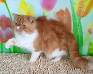 Photo №1. exotic shorthair - à vendre en ville de Tiraspol | 200€ | Annonce № 5677