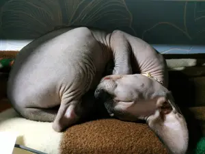 Photos supplémentaires: La petite fille Sphynx cherche ses parents