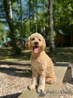 Photos supplémentaires: Labradoodle F1b