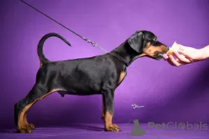 Photos supplémentaires: Chiots Dobermann