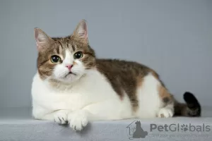 Photos supplémentaires: Le mignon minou Zainka cherche une maison.