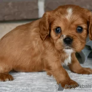 Photo №2 de l'annonce № 45724 de la vente cavalier king charles spaniel - acheter à Brésil annonce privée