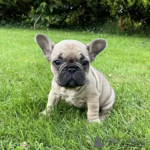 Photo №3. Chiots bouledogue français bleu de haute qualité.. Allemagne