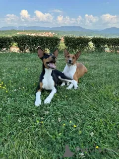 Photo №3. TOP Chiens Basenji. Serbie