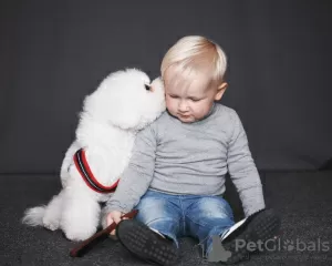 Photos supplémentaires: Chiots bichon frisé