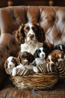 Photo №1. welsh springer spaniel - à vendre en ville de Mannheim | 106€ | Annonce №129617