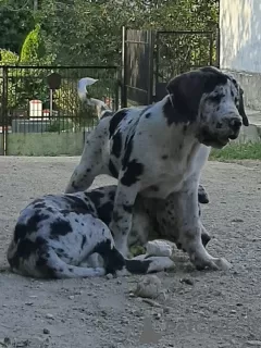 Photo №1. dogue allemand - à vendre en ville de Ломжа | négocié | Annonce №24786