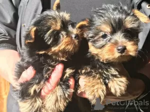 Photo №1. yorkshire terrier - à vendre en ville de Las Vegas | Gratuit | Annonce №11720