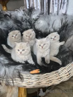 Photos supplémentaires: Chatons Scottish Fold de qualité