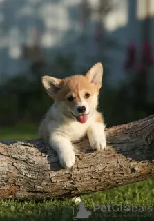 Photos supplémentaires: Chiots Welsh Corgi Pembroke