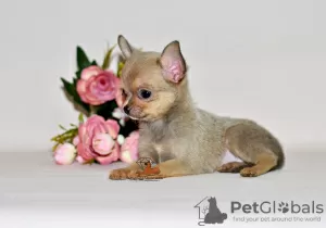 Photos supplémentaires: Bel homme inhabituel de couleur douce. Garçon chihuahua.