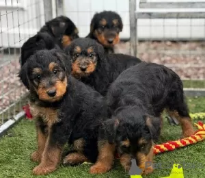 Photos supplémentaires: Chiots Airedale mâles et femelles.