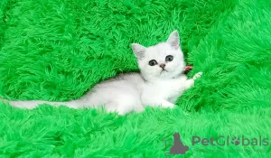 Photo №2 de l'annonce № 18222 de la vente british shorthair - acheter à Ukraine éleveur