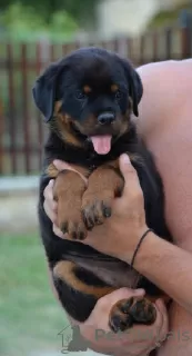 Photo №3. rottweiler. Serbie