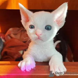 Photo №1. devon rex - à vendre en ville de Baranovichi | 464€ | Annonce № 56931