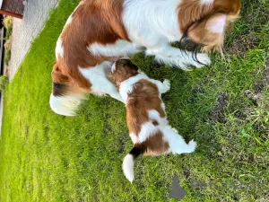 Photo №4. Je vais vendre kooikerhondje en ville de Augustów. éleveur - prix - 1400€