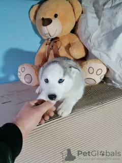 Photo №3. chiots husky sibérien. Fédération de Russie