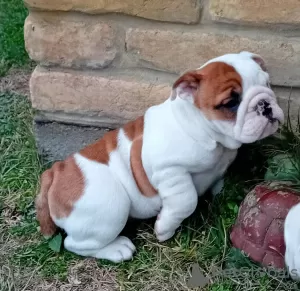 Photos supplémentaires: bouledogue anglais