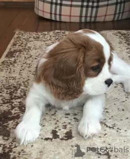 Photo №2 de l'annonce № 9168 de la vente cavalier king charles spaniel - acheter à Fédération de Russie éleveur