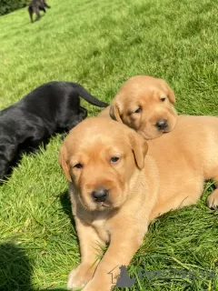 Photo №1. labrador retriever - à vendre en ville de Naas | négocié | Annonce №18633