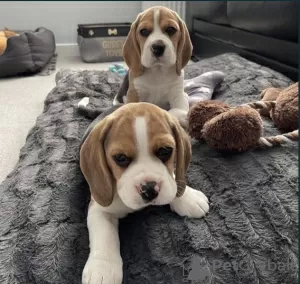 Photos supplémentaires: Magnifiques chiots Beagle anglais à vendre