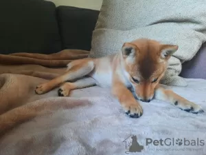 Photo №4. Je vais vendre shiba en ville de Varsovie. annonce privée - prix - négocié