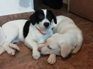 Photos supplémentaires: Chien entre de bonnes mains