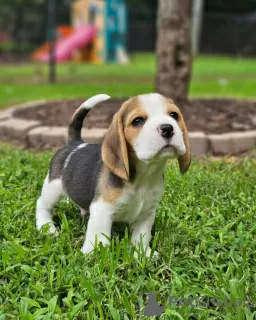 Photo №3. Chiots beagles. Allemagne