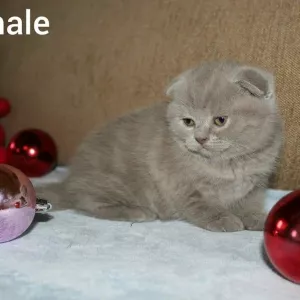 Photo №1. scottish fold - à vendre en ville de Dnipro | Négocié | Annonce № 5818