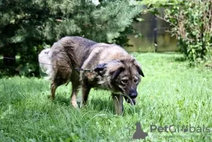 Photo №2 de l'annonce № 130431 de la vente chien bâtard - acheter à Fédération de Russie annonce privée