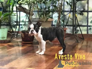 Photo №2 de l'annonce № 9791 de la vente terrier de boston - acheter à Fédération de Russie éleveur